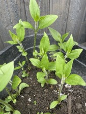 Jerusalem artichokes 4tubers for sale  TELFORD