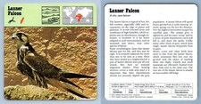 Lanner falcon birds for sale  SLEAFORD
