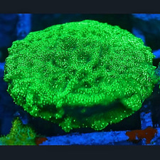 Green dragon skin for sale  UK