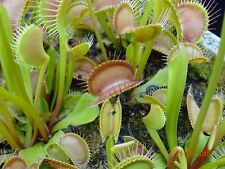 Dionaea muscipula redline gebraucht kaufen  Versmold