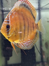 Brown turquoise discus for sale  Rocklin