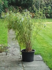 Bamboo garden plant for sale  LINGFIELD