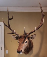 moose shoulder mount for sale moose shoulder mount for sale Huntington