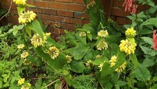 sage plant for sale sage plant for sale LLANELLI