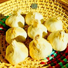 Polish garlic bulbs for sale  Moriarty