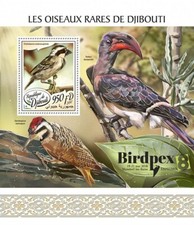 barbet for sale barbet for sale PONTYPRIDD