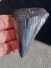 Great white shark for sale  Little River