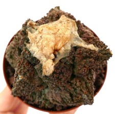 Ariocarpus cv. godzilla usato  Napoli