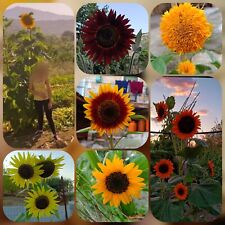 Mix semi girasole usato  Valva