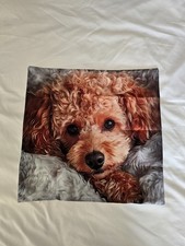 Cute ginger poodle for sale  SOUTH SHIELDS