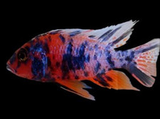 Live super red for sale  National City
