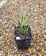 Yucca carnerosana conteneur d'occasion Yucca carnerosana conteneur d'occasion  Mont-près-Chambord