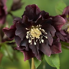 Perfect plants hellebore for sale  HAILSHAM