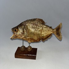 Vintage taxidermy real for sale  Amarillo