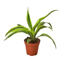 Dracaena deremensis lemon for sale  Marshall