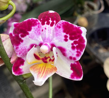 Phal phalaenopsis whiny for sale  Boca Raton