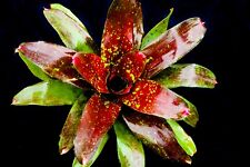 Bromeliad neoregelia treasure for sale  PENZANCE