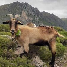 Collare gps per usato  Trebisacce