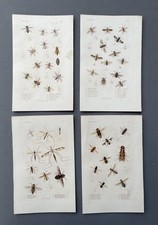 Histoire naturelle entomologie d'occasion  Artigues-près-Bordeaux