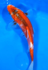 6.5 hariwake live for sale  Arlington
