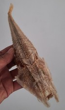 Curiosité taxidermie poisson d'occasion  Montpellier-