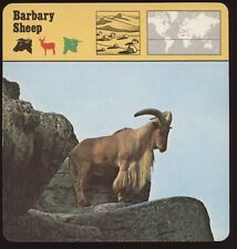 Barbary sheep safari for sale  Waupun