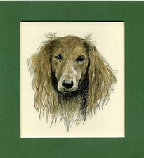 Saluki francis wardle for sale  SPALDING