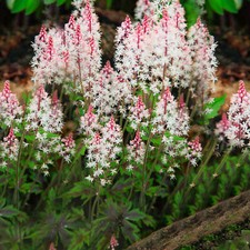 Tiarella angel wings for sale  UK