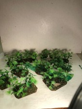 Jungle fern plants for sale  Santa Rosa