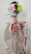 Life size skeleton for sale  OXFORD