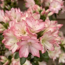 Rhododendron roehr peggy for sale  YORK