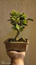 Bonsai ficus usato  Marina di Gioiosa Ionica