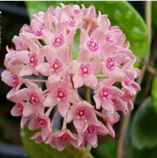 Hoya hanhiae pink gebraucht kaufen  Deutschland