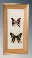 Pretty butterfly specimens for sale  BISHOP AUCKLAND