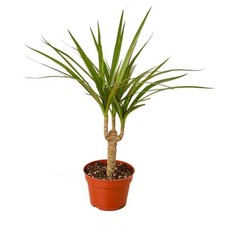 Marginata cane dracaena for sale  Middleton