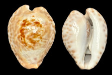 Cypraea barycypraea teulerei for sale  NORTHAMPTON