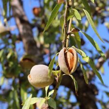 Graines prunus dulcis d'occasion  Sabres