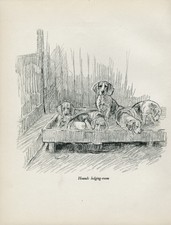 Beagle hounds kennels for sale  COLEFORD
