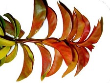 Pereskia tropical gooseberry for sale  Wauchula