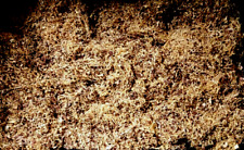 125gr tabac blond d'occasion  Rostrenen