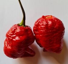 Semi peperoncino trinidad usato  Verrayes
