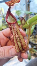 Nepenthes maxima dark for sale Nepenthes maxima dark for sale  HUNTINGDON