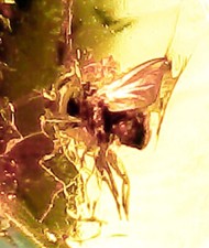 Baltic amber prehistoric for sale  Harrison Township