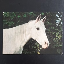 Pferdepostkarte pferd popp gebraucht kaufen  Beeskow