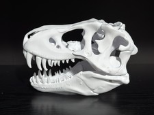 Rex skull tyrannosaurus for sale  Apopka