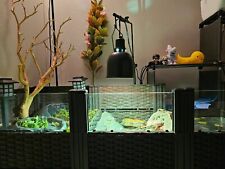 redfoot tortoises for sale redfoot tortoises for sale Los Angeles