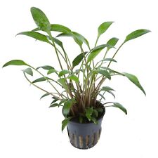 Cryptocoryne willsii tropica for sale  MANSFIELD