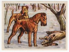 Irish terrier 1952 for sale  COLEFORD