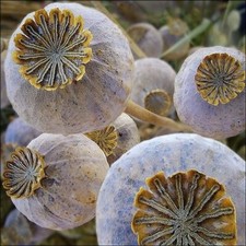 Pat poppies connoisseur for sale  Saint Charles