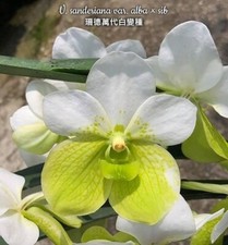 Rare vanda sanderiana for sale  HALSTEAD